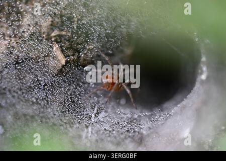 spider in a damp web on ground Stock Photo