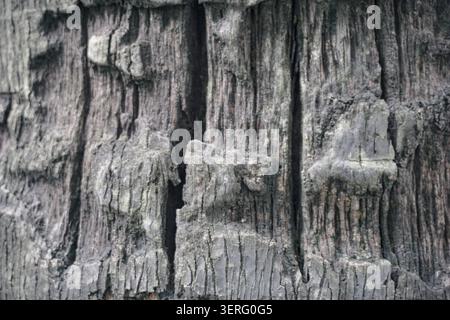 Close-up texture of weathered palm tree bark with deep ridges. Stock Photo