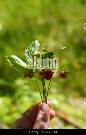 Freshly picked wild strawberries held by hand in summer meadow Stock Photo