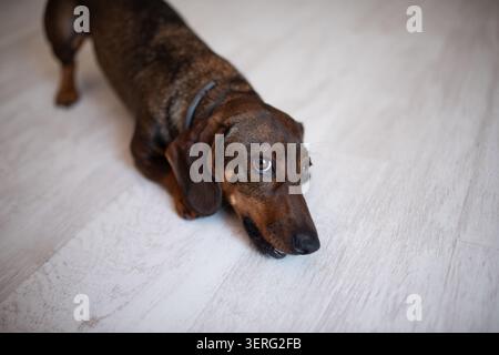 High angle close up shot of a smooth-haired brown dachshund dog lying down on a light-colored wooden laminate floor looking up with guilty eyes.. Stock Photo