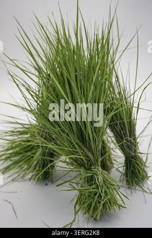Fresh green grass sheaves tied in bundles isolated on a plain white studio background Stock Photo