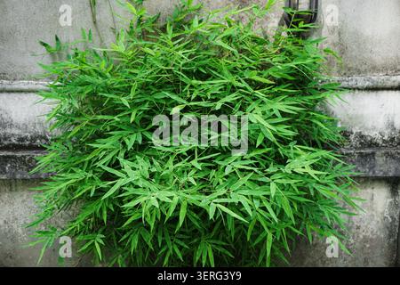 Fresh green foliage plant creeping on an old textured cement fence. Stock Photo