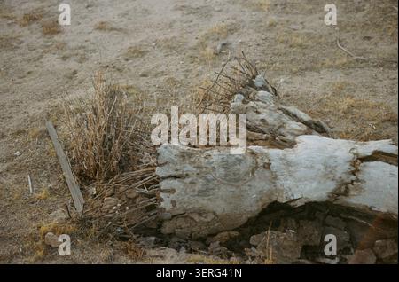 Large weathered animal bone lies among dry scrub brush and rocky soil in a barren desert setting, conveying themes of desolation and natural decay. Stock Photo