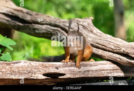 Red squirrel (Sciurus vulgaris) Stock Photo
