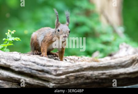 Red squirrel (Sciurus vulgaris) Stock Photo