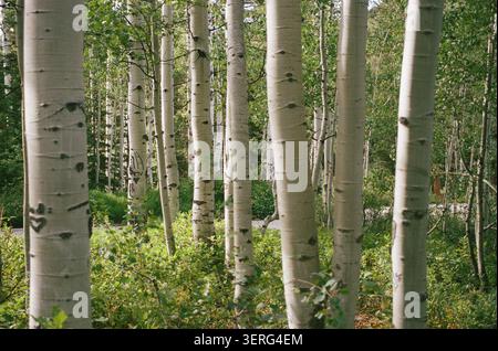A lush stand of aspen trees with distinctive white bark fills the frame, surrounded by vibrant green undergrowth in a dense summer forest setting. Stock Photo