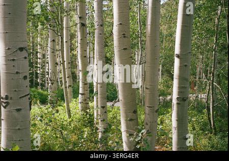 A dense stand of aspen trees with smooth white bark fills the frame, surrounded by vibrant green foliage and undergrowth in a serene summer forest. Stock Photo