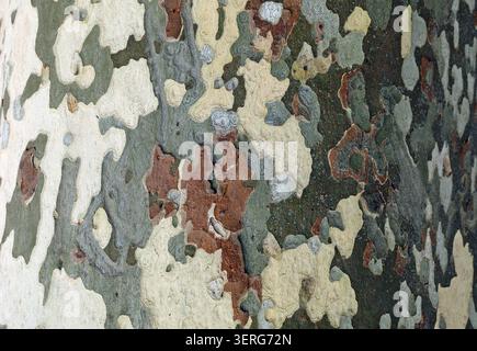 Multi colored bark of the plane tree. Background and texture.Full frame Stock Photo