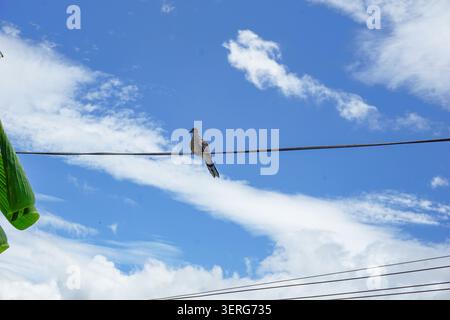 Serenity in the Air Featuring a Lonely Bird and Fluffy Clouds Stock Photo