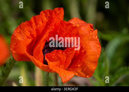 Vibrant Oriental poppy (Papaver orientale) flower covered in sparkling raindrops, displaying vivid orange-red petals and a dark center. Stock Photo