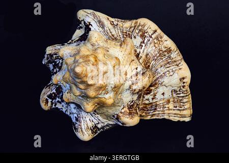 The photo shows a high-detail close-up of a front view large conch shell on a black background. Stock Photo