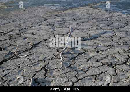 Dry cracked mud on a parched lakebed with a weathered branch — drought and arid soil texture background for environmental or design use. Stock Photo