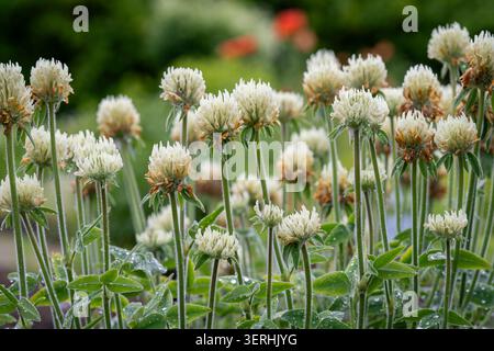 White hen egg clover (Trifolium trichocephalum) flower heads covered with morning dew, rising above fresh green foliage in a natural garden setting. Stock Photo