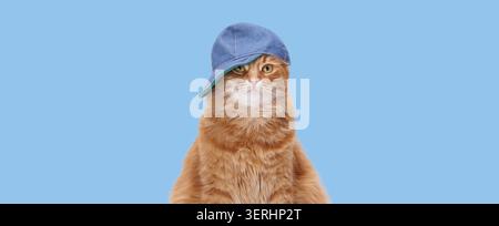 Funny cool pet cat wearing denim baseball cap. Creative studio banner of domestic animal with clear copy space. Stock Photo