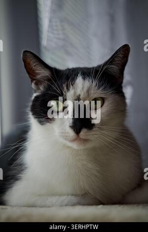 A beautiful frontal portrait of a black and white cat with distinctive facial markings and light green eyes looking into the lens with an alert expres Stock Photo