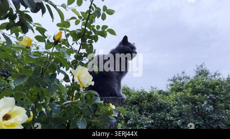 Gray domestic cat sits calmly on tall tree stump in summer garden. Surrounded by greenery pretty kitty observes its surroundings from slightly Stock Photo