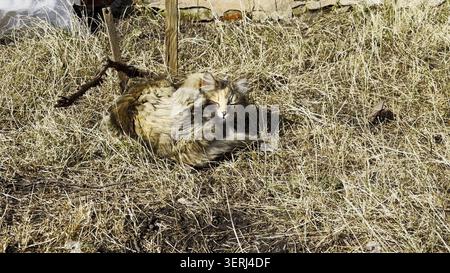 Stray cat lying on dry grass during at sunny day. The scene quietly reflects the vulnerability of an animal without a home, resting alone in a natural Stock Photo