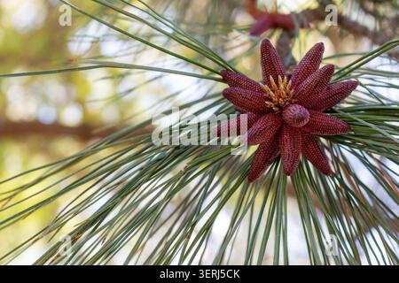 Ponderosa pine, Pinus ponderosa, pollen cones forming in spring Stock Photo