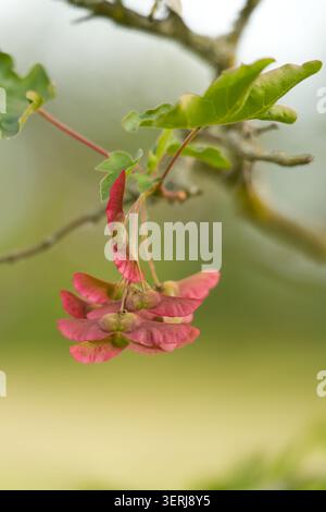 Fruits of a field maple, Feldahorn, Acer campestre with a reddish hue in a park near Magdeburg in early summer Stock Photo