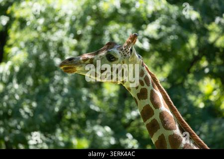 Rothschild's giraffe Stock Photo
