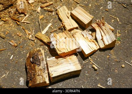 Freshly cut and split firewood lying on the ground surrounded by wood chips and sawdust. Concept of renewable fuel, household heating and wood process Stock Photo