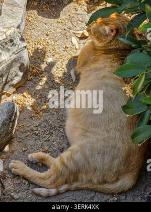 An orange tabby cat lies on the dry ground, resting in the shade of green plants. Its body is round and large, showing its pregnancy. Leaves and stone Stock Photo