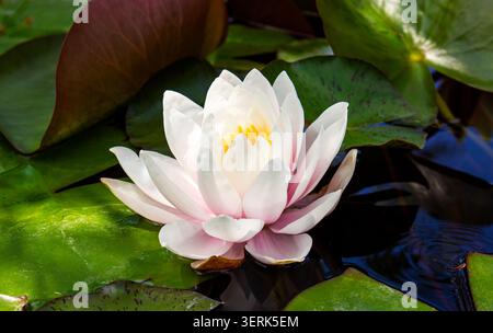 Elegant white water lily flower blooming on a tranquil pond surrounded by green lily pads and reflective water. Delicate petals with soft pink tones a Stock Photo