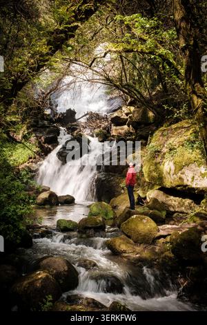 Hiker standing on rocks watching a powerful waterfall flowing through green forest Stock Photo