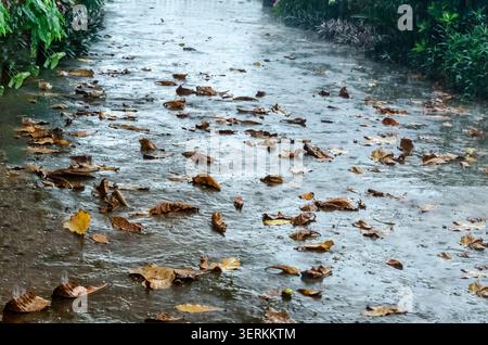Raining On Leafy Pavement Stock Photo