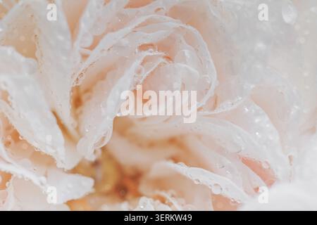 Delicate White Rose Petals With Water Droplets Stock Photo