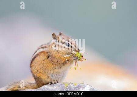 Close-up of a small chipmunk munching on the head of a nutricious dandelion with a blurred background Stock Photo