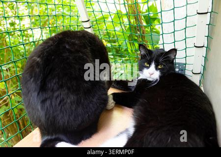 Two adorable black and white cats relaxing together on a cozy, cat-proofed outdoor balcony, enjoying fresh air behind a green safety mesh in a lush ga Stock Photo