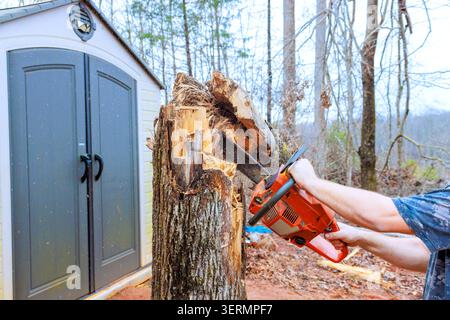 Worker uses chainsaw to cut tree stump in wooded area near storage shed Stock Photo