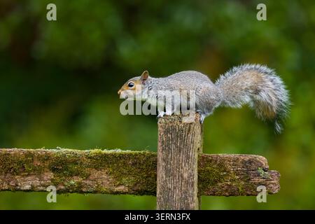 Eastern grey squirrel Sciurus carolinensis, introduced species, adult standing on fence post, Suffolk, England, June Stock Photo