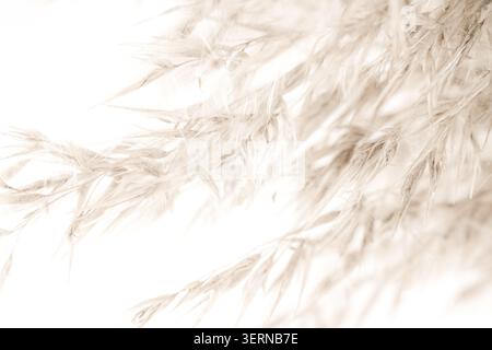 Macro horizontal full frame background texture of fluffy beige pampas grass dried plumes on warm beige backdrop closeup Stock Photo