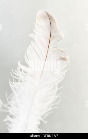 Macro shot of a delicate, soft white bird feather isolated against a pale gray, minimalist background. Stock Photo