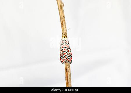 Macro shot of a crimson speckled moth (Utetheisa pulchella) resting vertically on a dry wooden branch against a clean, white background. Stock Photo