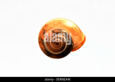 Macro shot of a small, coiled amber-colored snail shell isolated against a stark white background. Stock Photo