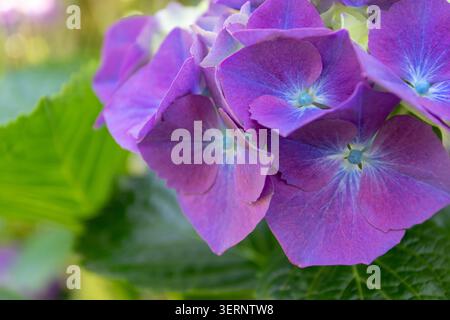 Macro view of hydrangea flowers with pointed petals blending purple, blue and cream tones. Bright green background with copy space and selective focus Stock Photo