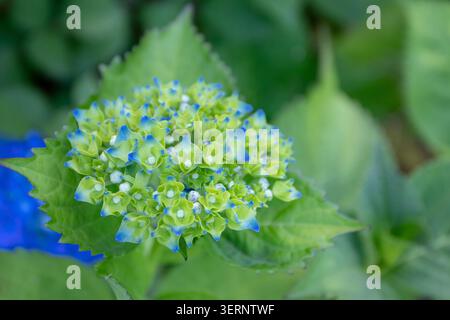 Close-up of a partially opened hydrangea macrophylla inflorescence with bright green petals edged in blue and white centers. Fresh ornamental bloom in Stock Photo