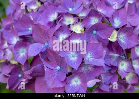 Macro floral background of hydrangea macrophylla blooms with pointed petals fading from purple to cream and delicate blue centers. Full-frame hortensi Stock Photo