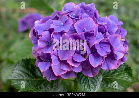 Large Hydrangea macrophylla bloom featuring rich purple florets with delicate pink petal edges. Vibrant hortensia flower head captured in close-up det Stock Photo