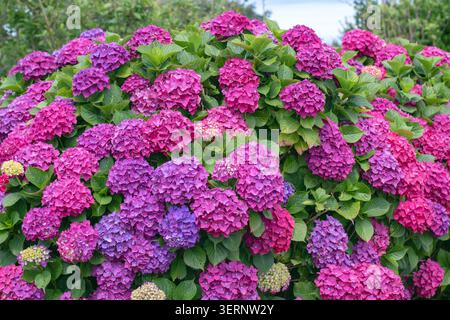 Lush border of Hydrangea macrophylla shrubs covered with colorful purple, pink and blue blooms. Spectacular hortensia flowers bring vibrant color to t Stock Photo