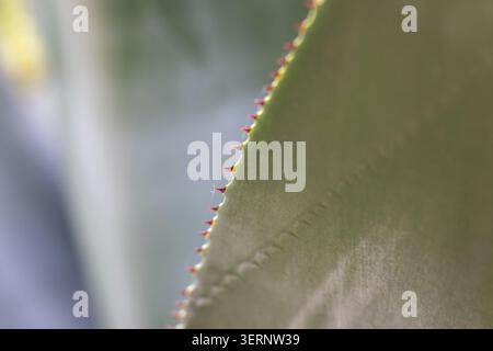 Close-up of agave leaves with a curved leaf edge in focus. Red spines, delicate spider silk and linear textures contrast warm green, earthy and teal t Stock Photo