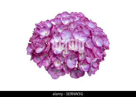 Single Hydrangea macrophylla inflorescence with purple florets, pale centers and delicate veins isolated on white. Elegant hortensia bloom with clean Stock Photo