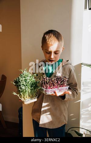 Green microgreen peas in children's hands, grown at home. Healthy food Stock Photo