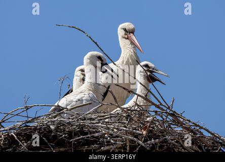 White stork (Ciconia ciconia) parent with chicks in a large nest Stock Photo