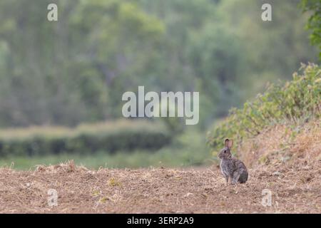 Wild Rabbit [ Oryctolagus cuniculus ] sitting on the edge of a field, Somerset, UK Stock Photo