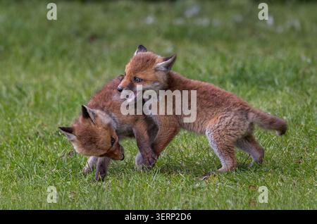 Fox [ Vulpes vulpes ] cubs play fighting, Somerset, UK Stock Photo
