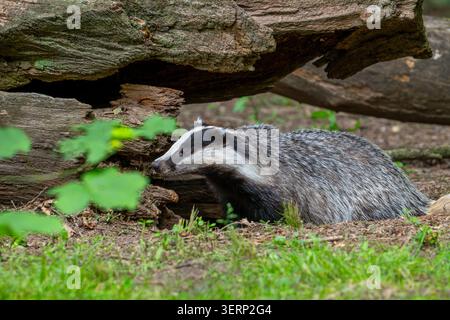 European badger (Meles meles) foraging under fallen tree trunk in forest in spring / summer Stock Photo